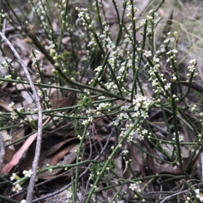 Choretrum pauciflorum (Dwarf Sour Bush) at Paddys River, ACT - 10 Nov 2018 by JasonC