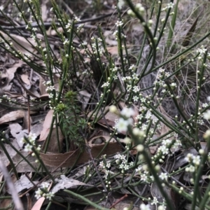 Choretrum pauciflorum at Paddys River, ACT - 10 Nov 2018 01:23 PM