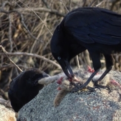 Corvus coronoides (Australian Raven) at Garran, ACT - 18 Nov 2018 by roymcd