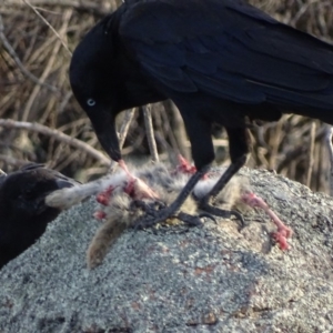 Corvus coronoides at Garran, ACT - 19 Nov 2018 12:00 AM