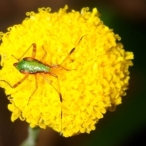 Miridae (family) at Cotter River, ACT - 17 Nov 2018