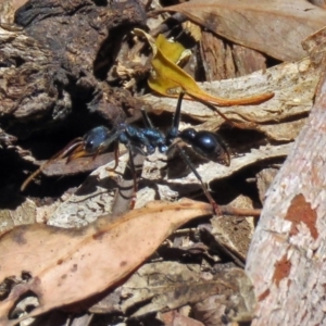 Myrmecia tarsata at Paddys River, ACT - 19 Nov 2018 12:48 PM