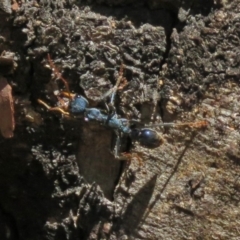 Myrmecia tarsata at Paddys River, ACT - 19 Nov 2018