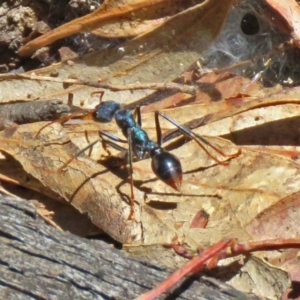 Myrmecia tarsata at Paddys River, ACT - 19 Nov 2018 12:48 PM