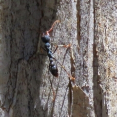 Myrmecia tarsata at Paddys River, ACT - 19 Nov 2018