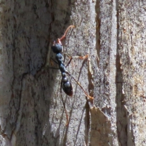 Myrmecia tarsata at Paddys River, ACT - 19 Nov 2018 12:48 PM