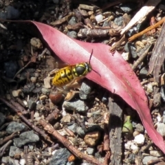 Vespula germanica (European wasp) at Paddys River, ACT - 19 Nov 2018 by RodDeb