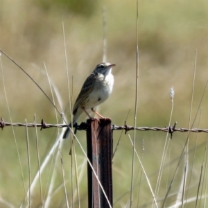 Anthus australis at Paddys River, ACT - 19 Nov 2018 10:21 AM