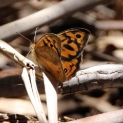 Heteronympha merope (Common Brown Butterfly) at Paddys River, ACT - 19 Nov 2018 by RodDeb