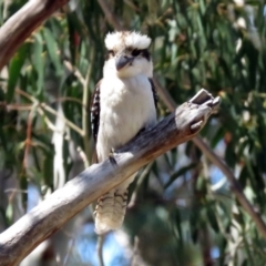 Dacelo novaeguineae (Laughing Kookaburra) at Paddys River, ACT - 18 Nov 2018 by RodDeb