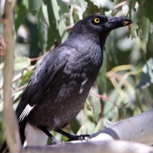 Strepera graculina at Paddys River, ACT - 19 Nov 2018