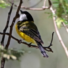 Pachycephala pectoralis at Paddys River, ACT - 19 Nov 2018