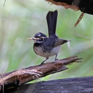 Rhipidura albiscapa at Paddys River, ACT - 19 Nov 2018 11:12 AM