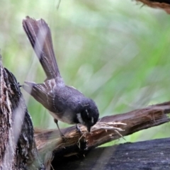 Rhipidura albiscapa at Paddys River, ACT - 19 Nov 2018 11:12 AM