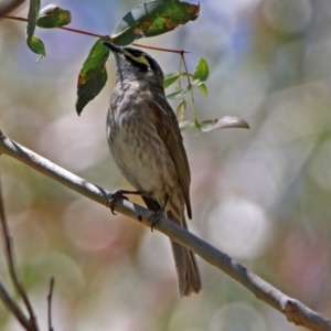 Caligavis chrysops at Paddys River, ACT - 19 Nov 2018