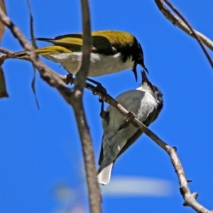 Melithreptus lunatus at Paddys River, ACT - 19 Nov 2018