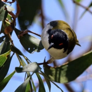 Melithreptus lunatus at Paddys River, ACT - 19 Nov 2018