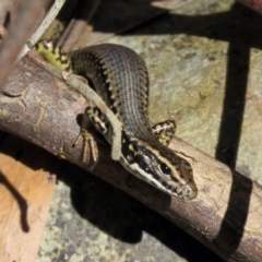 Eulamprus heatwolei (Yellow-bellied Water Skink) at Paddys River, ACT - 19 Nov 2018 by RodDeb