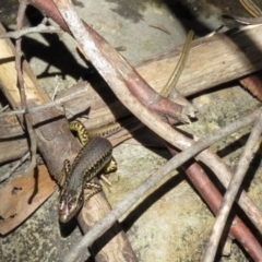 Eulamprus heatwolei at Paddys River, ACT - 19 Nov 2018 12:00 PM