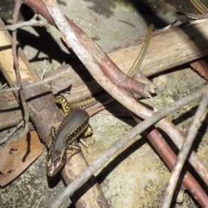 Eulamprus heatwolei at Paddys River, ACT - 19 Nov 2018