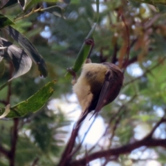 Acanthiza lineata at Paddys River, ACT - 19 Nov 2018