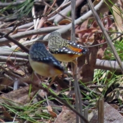 Pardalotus punctatus at Paddys River, ACT - 19 Nov 2018