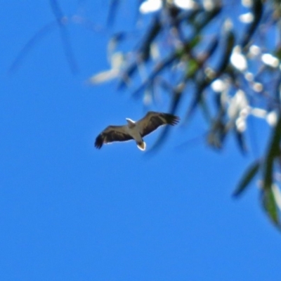 Haliaeetus leucogaster (White-bellied Sea-Eagle) at Paddys River, ACT - 19 Nov 2018 by RodDeb