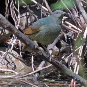 Ptilonorhynchus violaceus at Paddys River, ACT - 19 Nov 2018