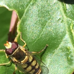 Simosyrphus grandicornis (Common hover fly) at Theodore, ACT - 19 Nov 2018 by Cardy