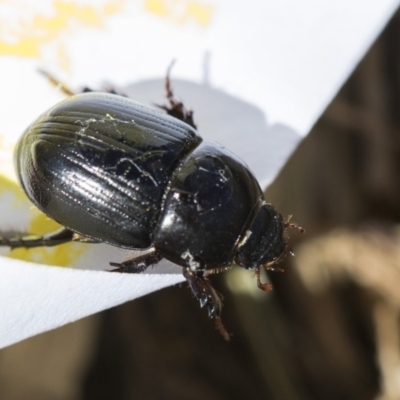 Heteronychus arator (African black beetle) at Higgins, ACT - 28 Oct 2018 by AlisonMilton