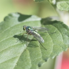 Dolichopodidae (family) (Unidentified Long-legged fly) at Higgins, ACT - 28 Oct 2018 by AlisonMilton