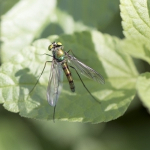 Dolichopodidae (family) at Higgins, ACT - 28 Oct 2018 09:18 AM