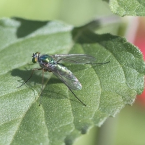 Dolichopodidae (family) at Higgins, ACT - 28 Oct 2018 09:18 AM