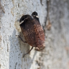 Platybrachys decemmacula (Green-faced gum hopper) at Higgins, ACT - 28 Oct 2018 by AlisonMilton