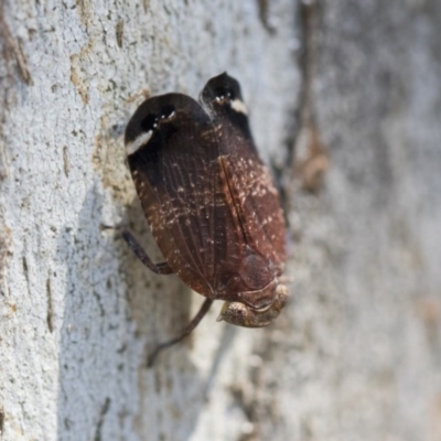 Platybrachys decemmacula (Green-faced gum hopper) at Higgins, ACT - 27 Oct 2018 by Alison Milton