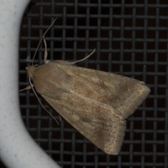 Helicoverpa (genus) (A bollworm) at Higgins, ACT - 12 Sep 2018 by Alison Milton