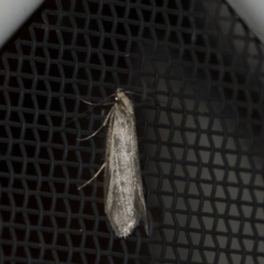 Philobota (genus) (Unidentified Philobota genus moths) at Higgins, ACT - 12 Sep 2018 by AlisonMilton