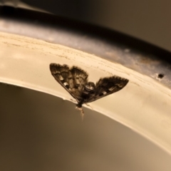 Nacoleia rhoeoalis (Spilomelinae) at Higgins, ACT - 22 Oct 2018 by AlisonMilton