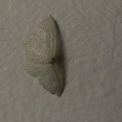 Poecilasthena thalassias (Sea-blue Delicate) at Higgins, ACT - 22 Oct 2018 by AlisonMilton