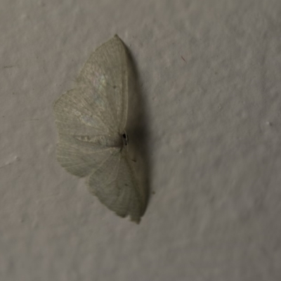 Poecilasthena thalassias (Sea-blue Delicate) at Higgins, ACT - 22 Oct 2018 by Alison Milton