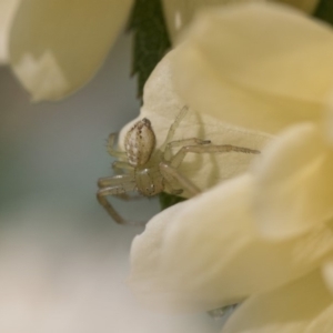 Thomisidae (family) at Higgins, ACT - 28 Oct 2018 10:01 AM