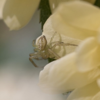 Thomisidae (family) (Unidentified Crab spider or Flower spider) at Higgins, ACT - 28 Oct 2018 by AlisonMilton