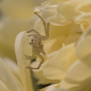 Thomisidae (family) at Higgins, ACT - 28 Oct 2018 10:01 AM