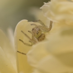 Thomisidae (family) at Higgins, ACT - 28 Oct 2018