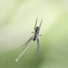 Plebs bradleyi (Enamelled spider) at Higgins, ACT - 28 Oct 2018 by AlisonMilton