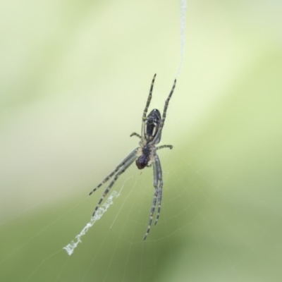 Plebs bradleyi (Enamelled spider) at Higgins, ACT - 28 Oct 2018 by Alison Milton
