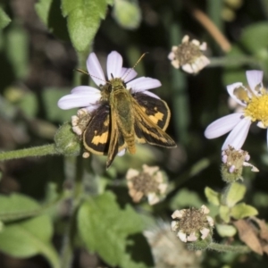 Ocybadistes walkeri at Higgins, ACT - 28 Oct 2018