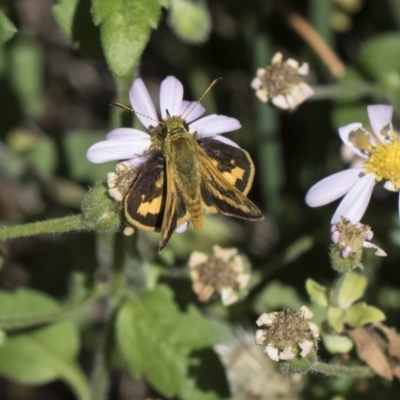 Ocybadistes walkeri (Green Grass-dart) at Higgins, ACT - 27 Oct 2018 by Alison Milton