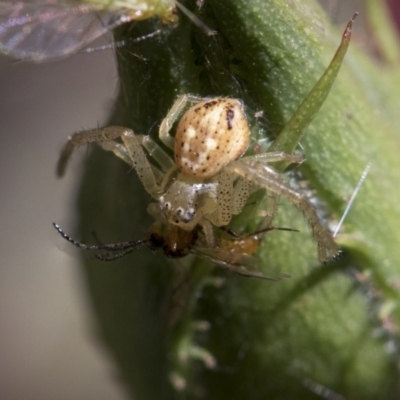 Australomisidia sp. (genus) (Flower spider) at Higgins, ACT - 28 Oct 2018 by AlisonMilton