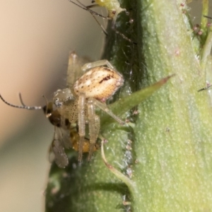 Australomisidia sp. (genus) at Higgins, ACT - 28 Oct 2018 10:06 AM